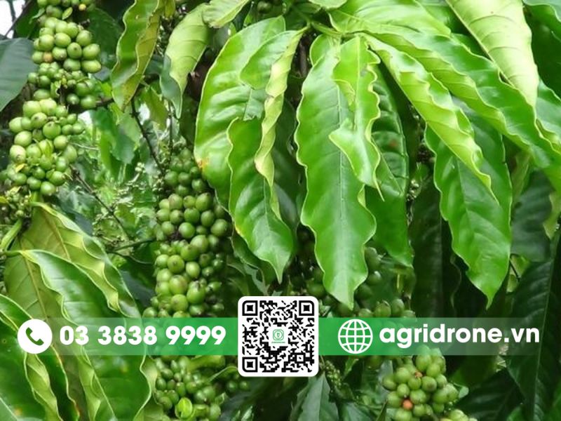 Các giống cà phê năng suất cao tại Việt Nam