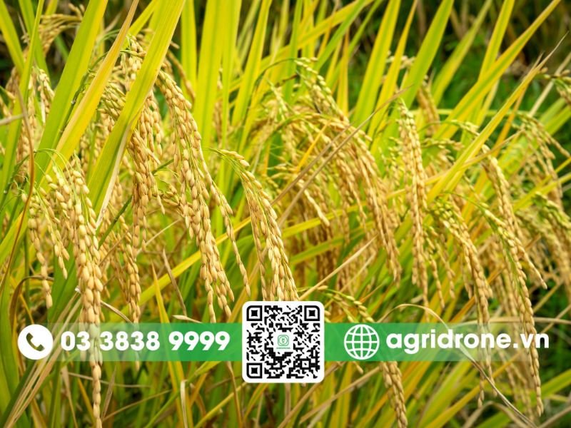 Cách phòng trừ cỏ dại trên ruộng lúa