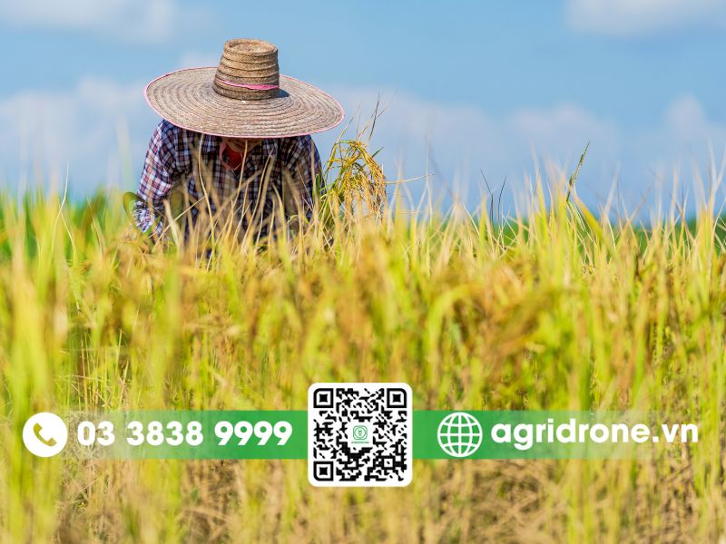 Kỹ thuật chăm sóc lúa cho năng suất cao