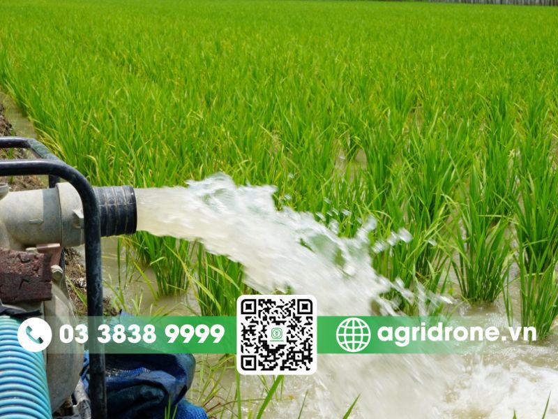Kỹ thuật điều tiết nước tưới cho lúa khoa học
