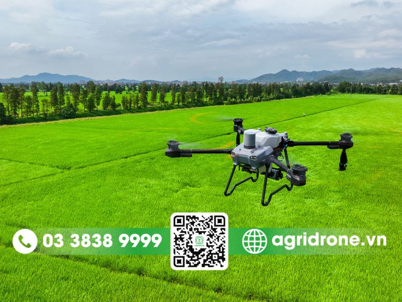 Lịch trình bón phân cho lúa đầy đủ và cân đối