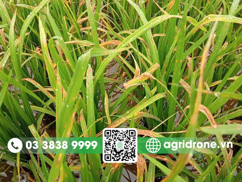 Nhận biết và phòng trừ sâu bệnh hại lúa phổ biến