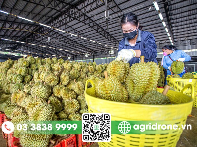 Ảnh hưởng đến thị trường sầu riêng Việt Nam