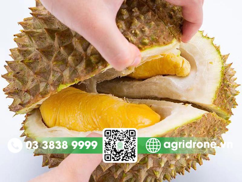 Các đường rãnh trên vỏ dễ tách