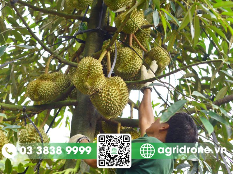 Cơ hội và thách thức cho nông dân Việt Nam khi Trung Quốc trồng sầu riêng