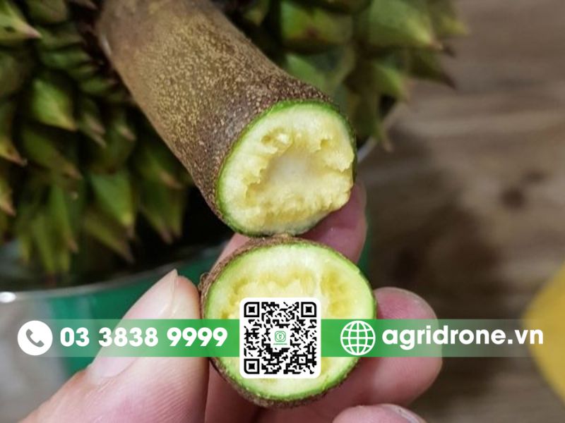 Cuống sầu riêng nhả đỉa – dấu hiệu sắp chín tới