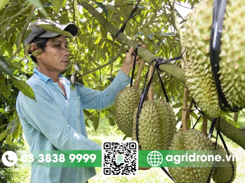 Hiện trạng canh tác sầu riêng tại Trung Quốc