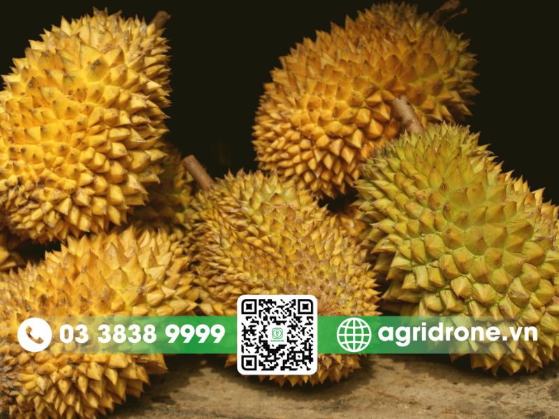 Màu sắc vỏ chuyển sang vàng nhẹ