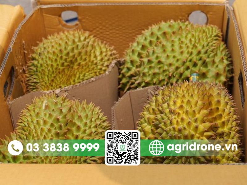 Mẹo ủ sầu riêng nhanh chín tự nhiên tại vườn