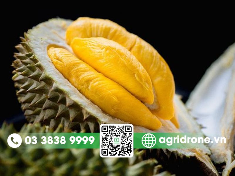 Sầu riêng chín có múi mềm và ngọt 
