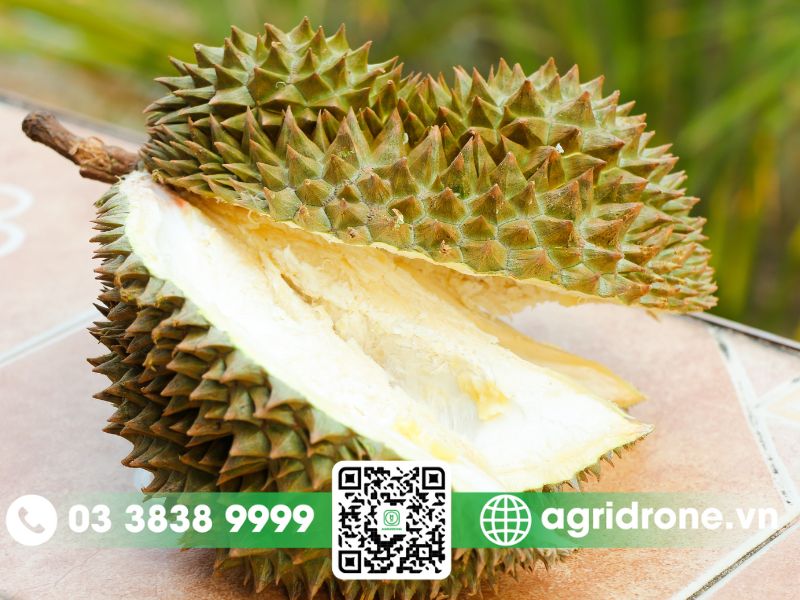 Vỏ sầu riêng có tác dụng gì trong đời sống?