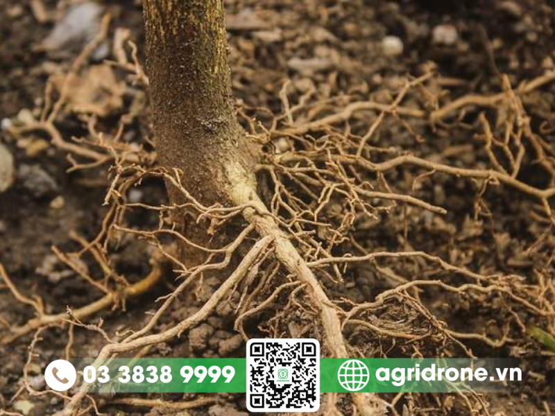 Nguyên nhân và cách phòng trừ bệnh thối rễ ở cây nhãn