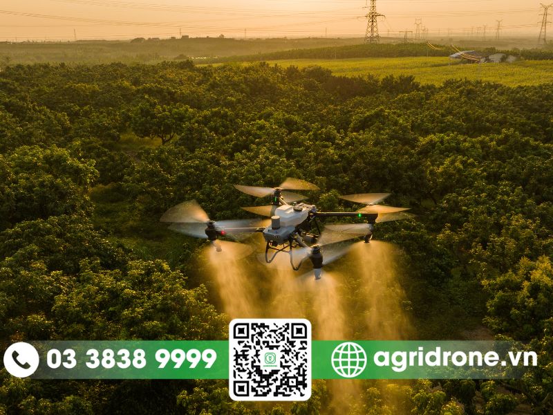 Bón phân cho cây bưởi hiệu quả hơn với máy bay nông nghiệp AgriDrone