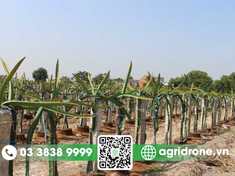 Hướng dẫn kỹ thuật trồng cây thanh long hiệu quả