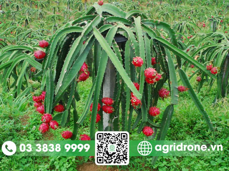 Phòng trừ sâu bệnh hại cho cây thanh long