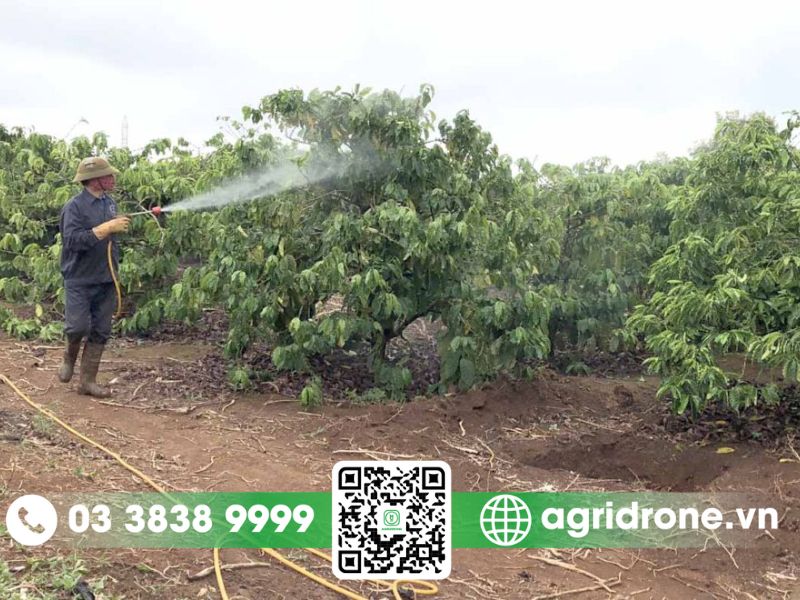 Khó khăn khi phun thuốc bảo vệ thực vật cho tiêu, điều, cao su, cà phê