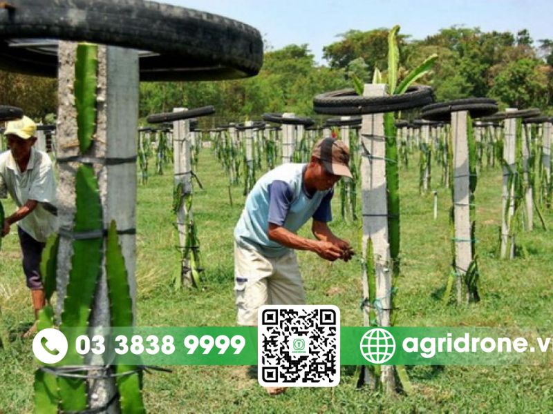 Kỹ thuật trồng thanh long ruột đỏ đúng cách