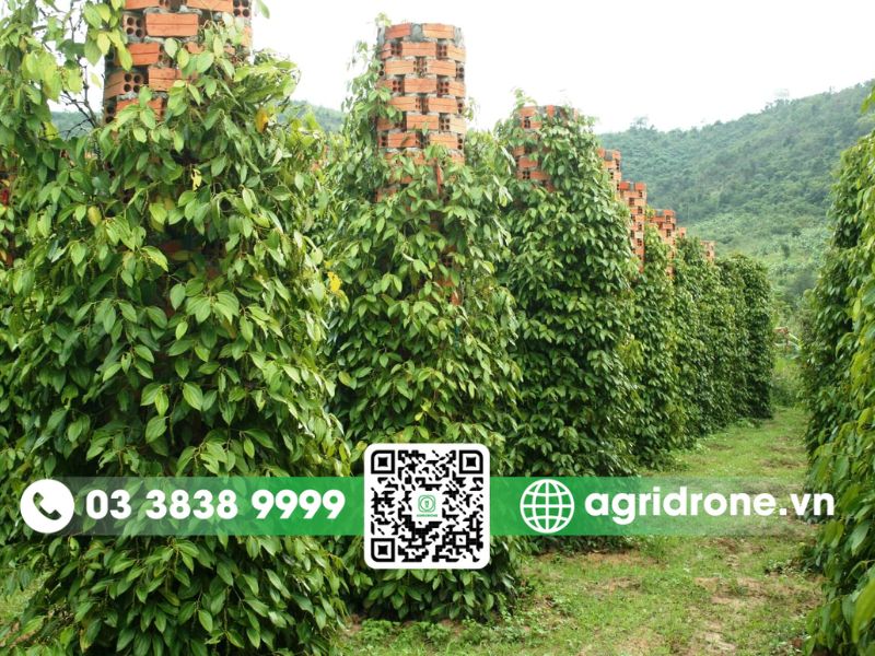 Lưu ý khi bón phân cho cây tiêu đúng chuẩn