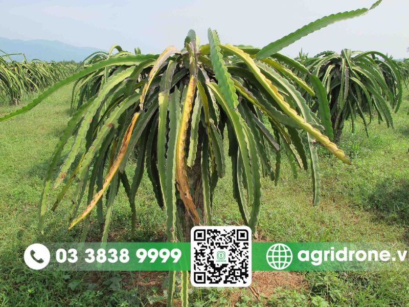 Phòng trừ sâu bệnh hại trên thanh long ruột đỏ