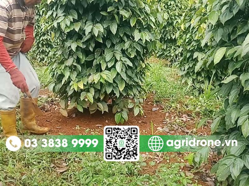 Quy trình bón phân cho cây tiêu theo từng giai đoạn