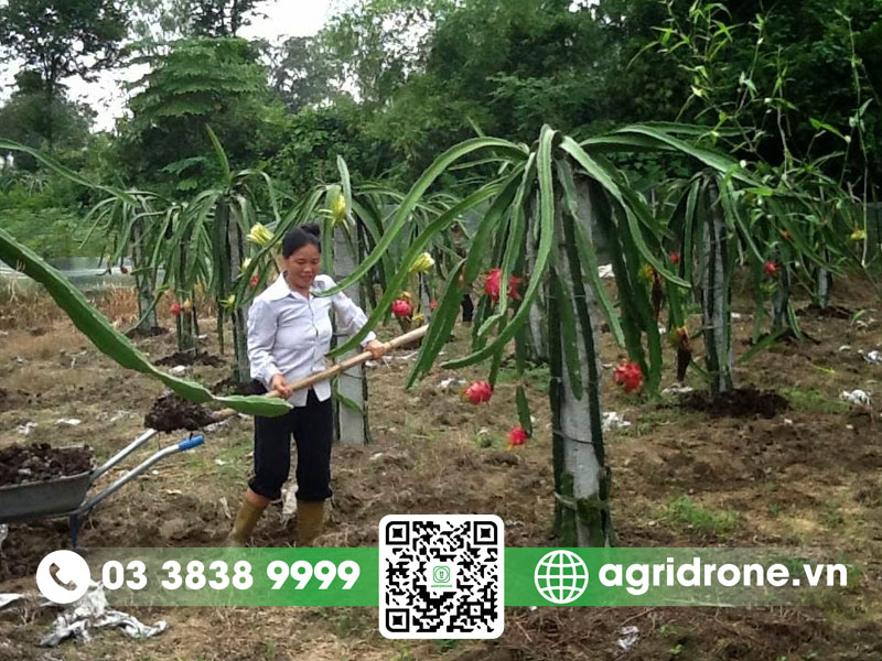 Bệnh trên cây thanh long