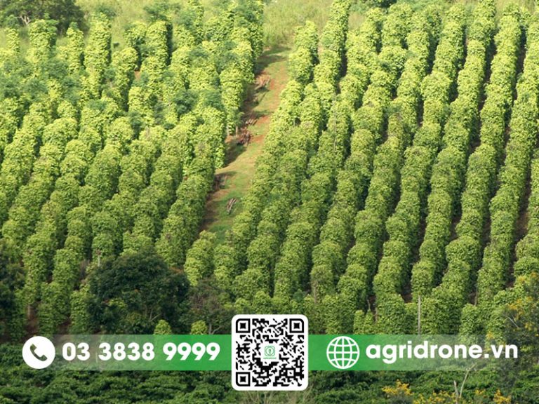 Cây Hồ Tiêu được Trồng Chủ Yếu ở Vùng Nào ở Việt Nam?