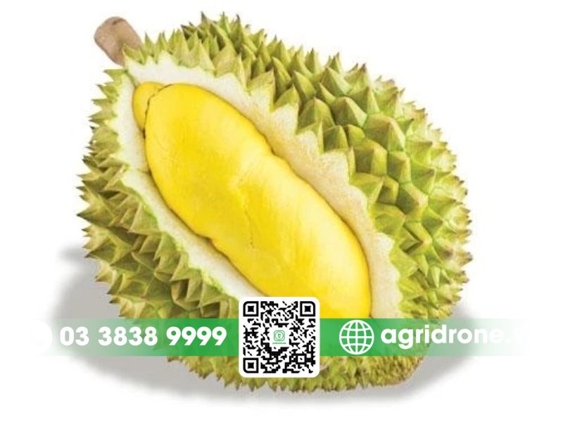 Cách lựa chọn sầu riêng Ri6 ngon