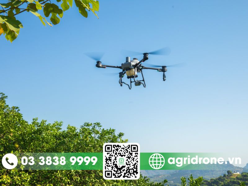Cách trồng và chăm sóc cây cam đúng kỹ thuật