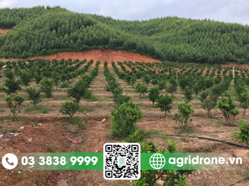 Chăm sóc cây cam giai đoạn kiến thiết cơ bản (1–3 năm tuổi)