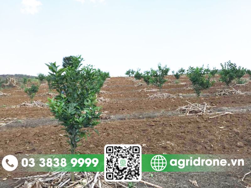 Chuẩn bị trước khi trồng cam