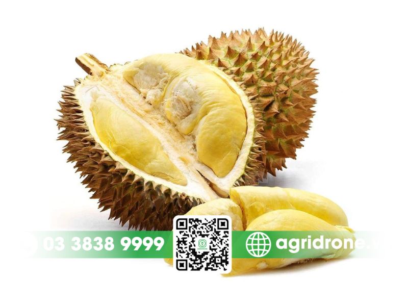 Đặc điểm nhận biết sầu riêng Ri6 là gì?