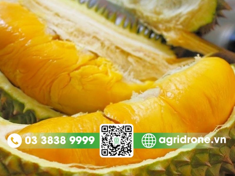Giá trị dinh dưỡng của sầu riêng Ri6