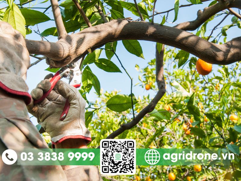 Hướng dẫn kỹ thuật tạo tán cho cây cam đúng cách
