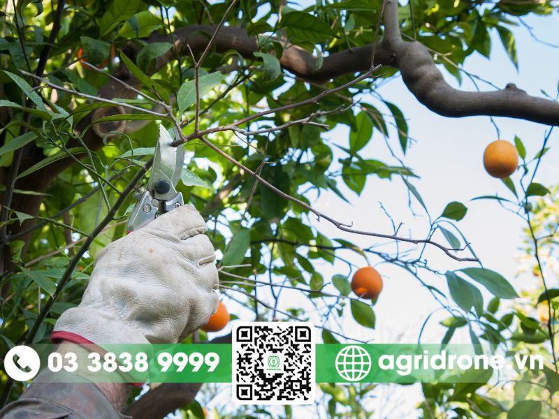 Kỹ thuật tạo tán cho cây cam giúp cây phát triển tốt, nhiều quả