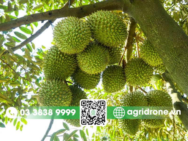 Kỹ thuật trồng sầu riêng Ri6 cho năng suất cao