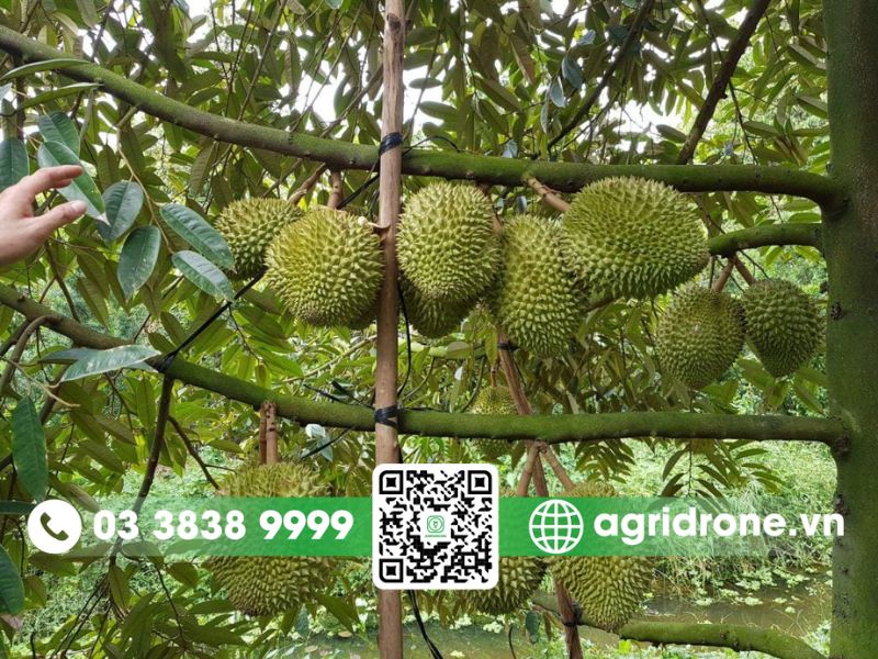 Nguồn gốc của sầu riêng Ri6