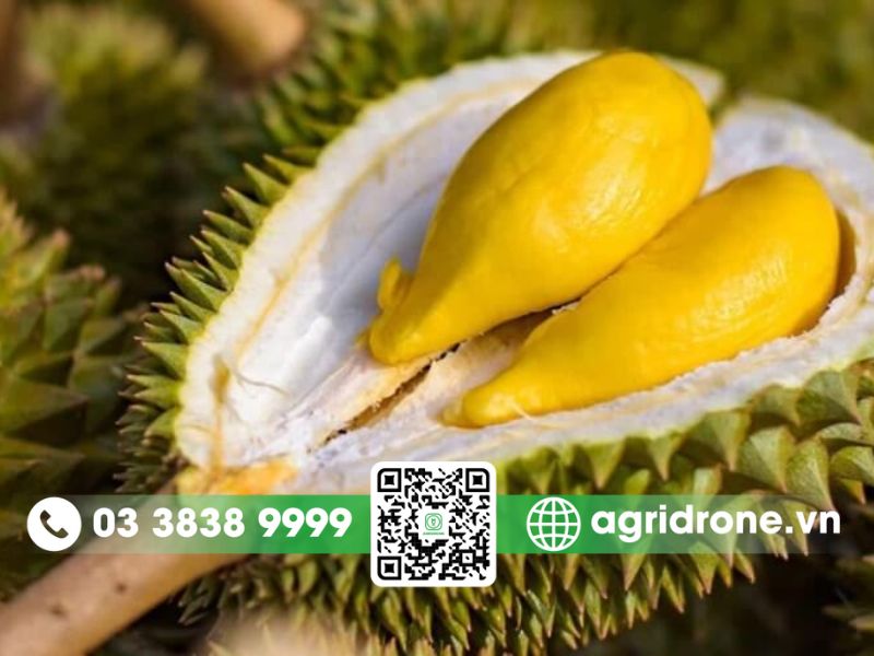 Sầu riêng Ri6: Nguồn gốc và đặc điểm