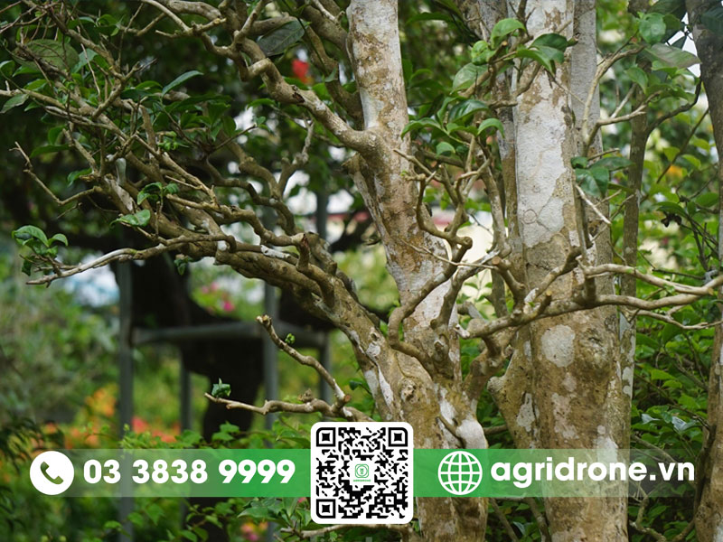 Cách trồng cây chè xanh cổ thụ