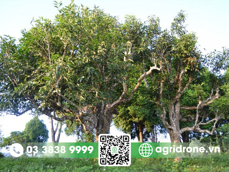 Cách trồng cây chè xanh cổ thụ