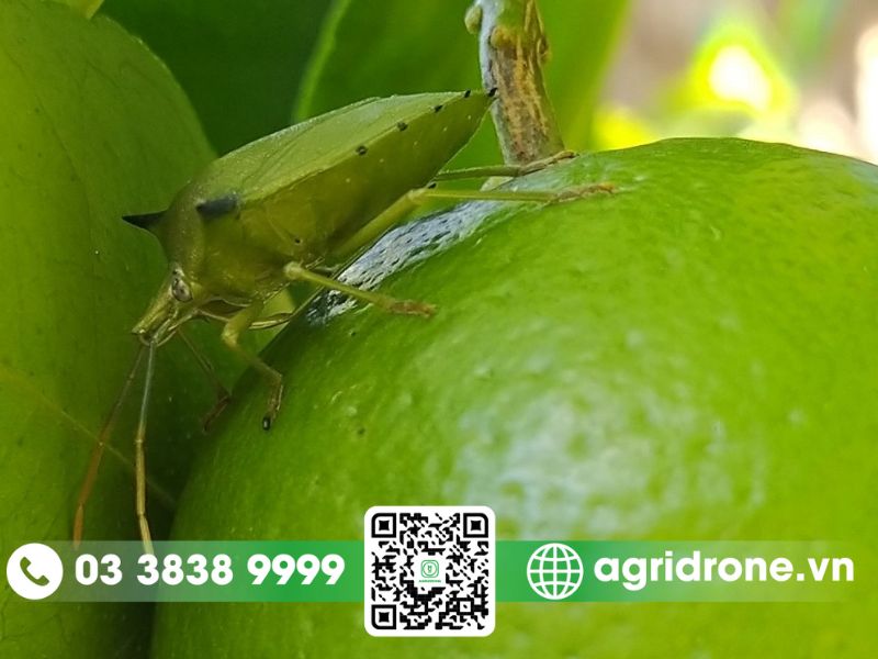 Biện pháp diệt trừ bọ xít hút nhựa cây cam tận gốc