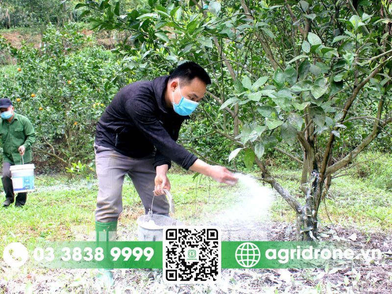 Biện pháp phòng trừ Bệnh Tristeza hiệu quả