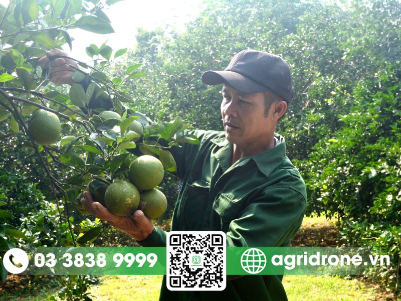 Biện pháp phòng trừ bệnh nấm hồng trên cây cam hiệu quả