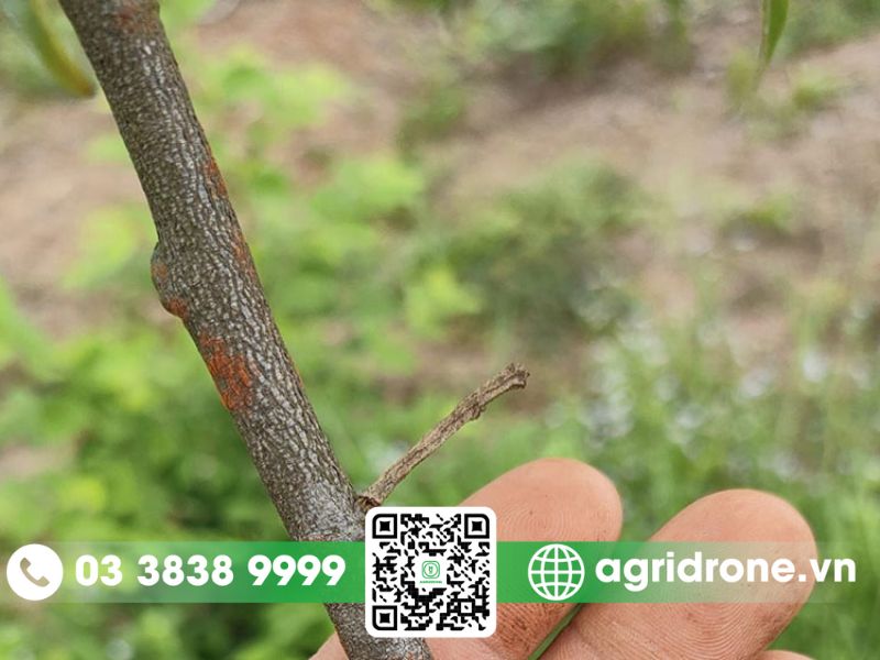 Biện pháp phòng trừ bệnh nấm hồng trên cây cam toàn diện