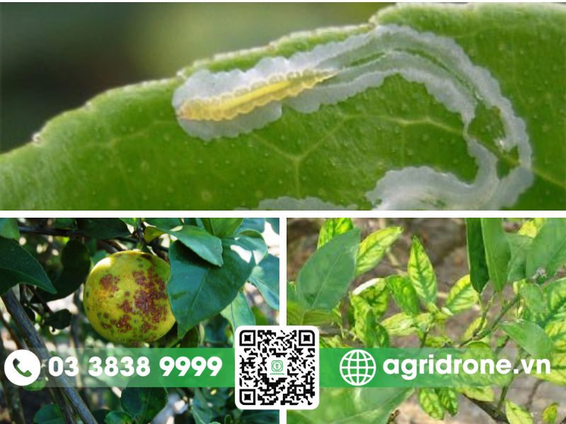 Các bệnh thường gặp ở cây cam và cách phòng trừ hiệu quả