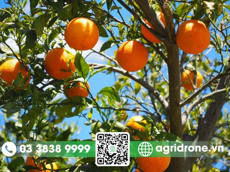 Các biện pháp phòng ngừa bệnh xoăn lá cây cam hiệu quả