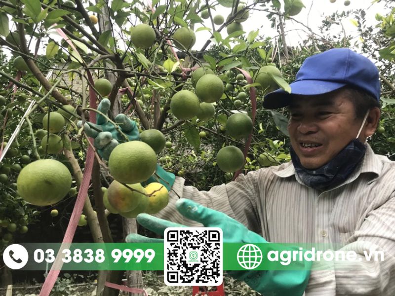 Các biện pháp xử lý cây cam bị rụng quả