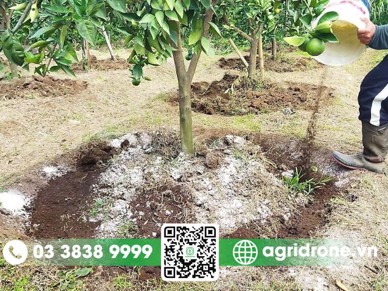 Các bước chăm sóc cây cam sau thu hoạch đúng kỹ thuật
