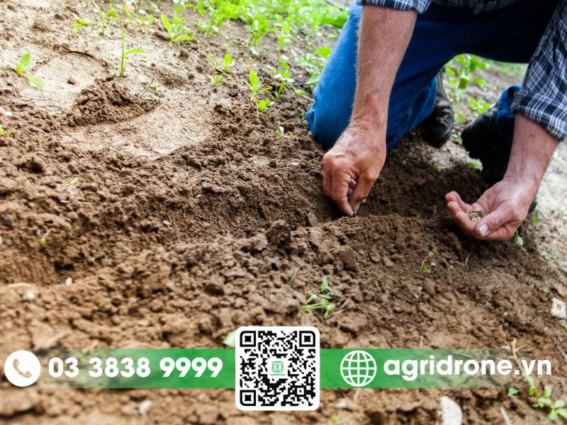 Các cách cải tạo đất trồng cam đúng kỹ thuật và hiệu quả