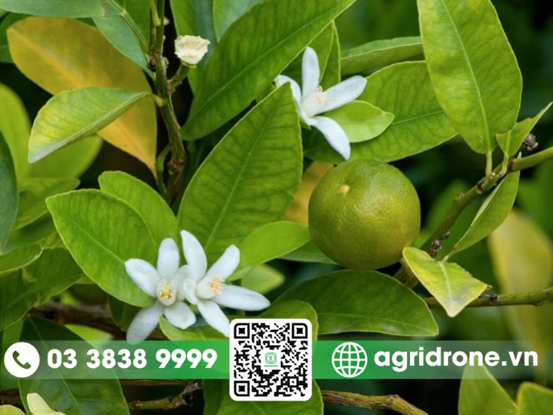Các kỹ thuật trong xử lý cam ra hoa trái vụ