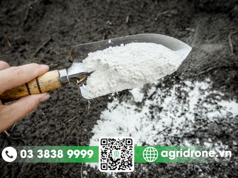 Cách bón vôi cho cây cam đúng thời điểm và liều lượng